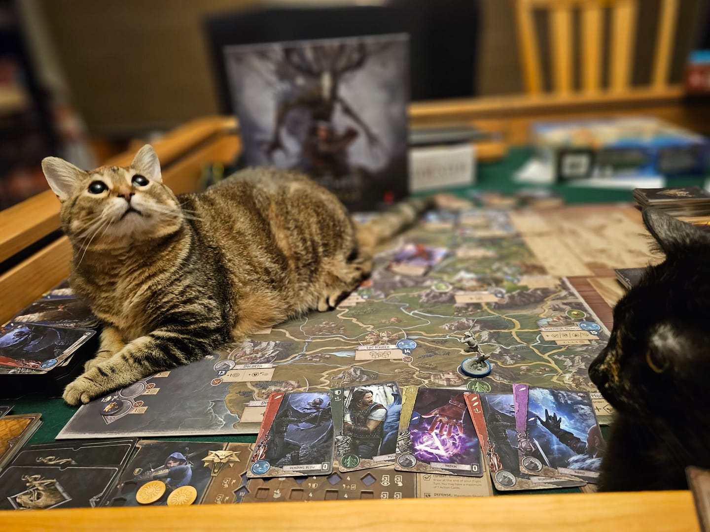 This site needed more cats